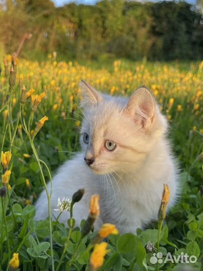 Отдам котенка породы Невская маскарадная