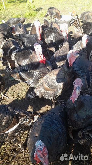 Индюки живым весом
