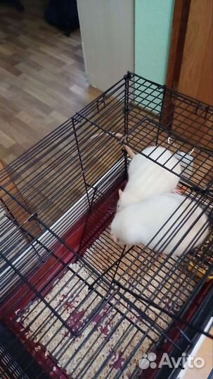 Крыса с клеткой бесплатно