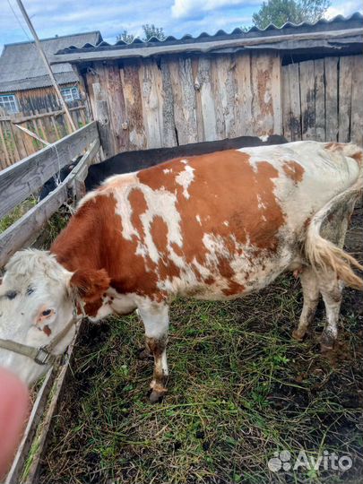 Корова дойная