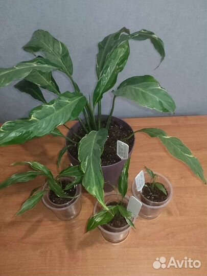 Спатифиллум Индонезия белый вар