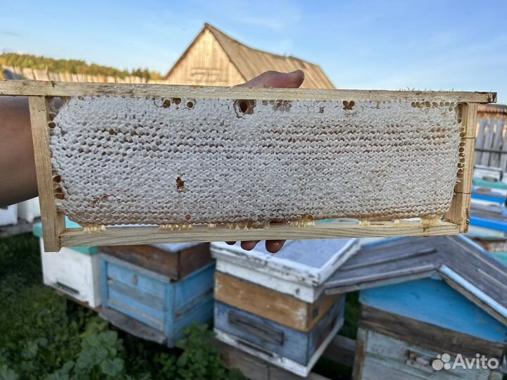 Мёд и пчелопродукция