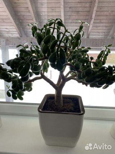 Фикус бенджамина
