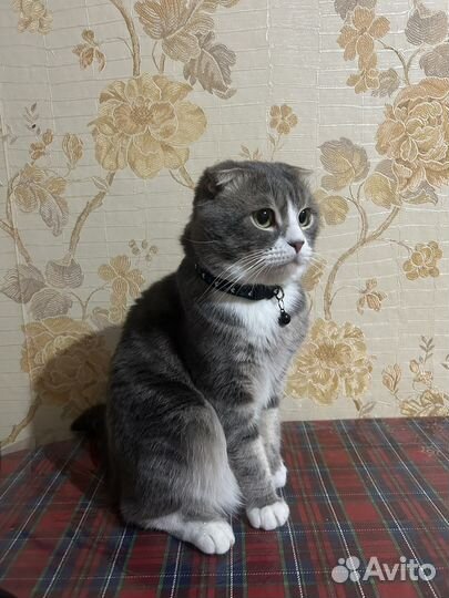 Кот для вязки