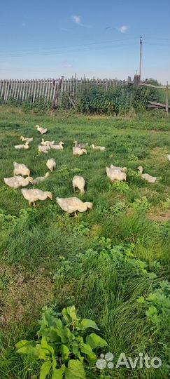 Гусята линда