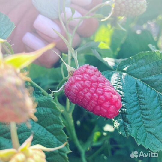 Саженцы ремонтантной малины