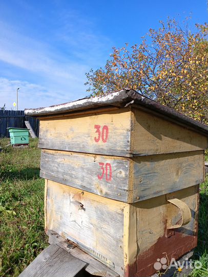 Улей с пчелами 