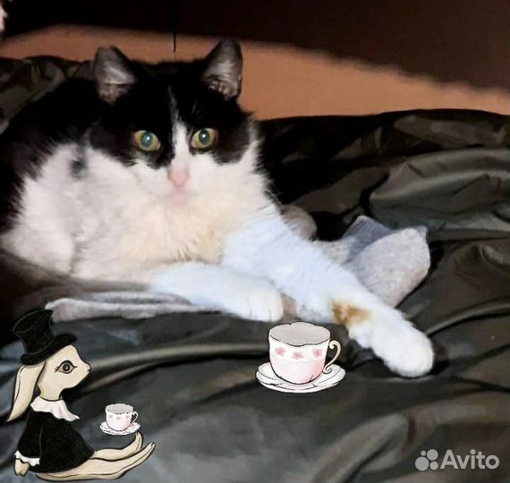 Кошка в добрые руки