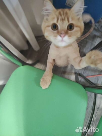 Кошечка в добрые руки