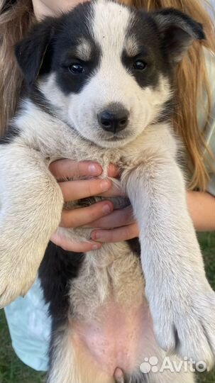 Собаки Хаски щенки