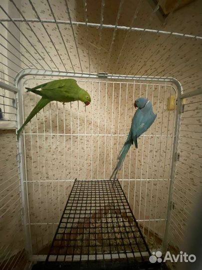 Ожереловые попугаи