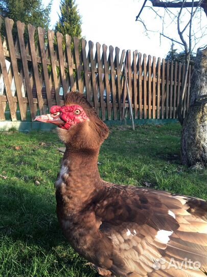 Яйцо индоутки Шоколад (Красный бык)