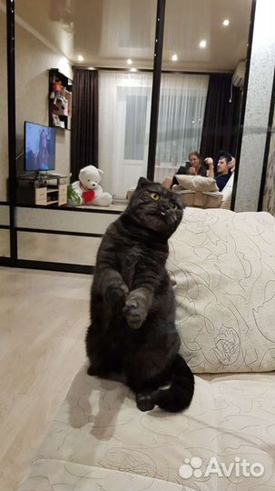 Шотландский кот отдам