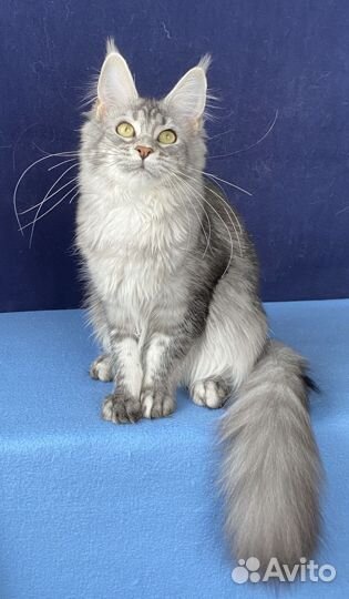 Мейн-кун кошечка