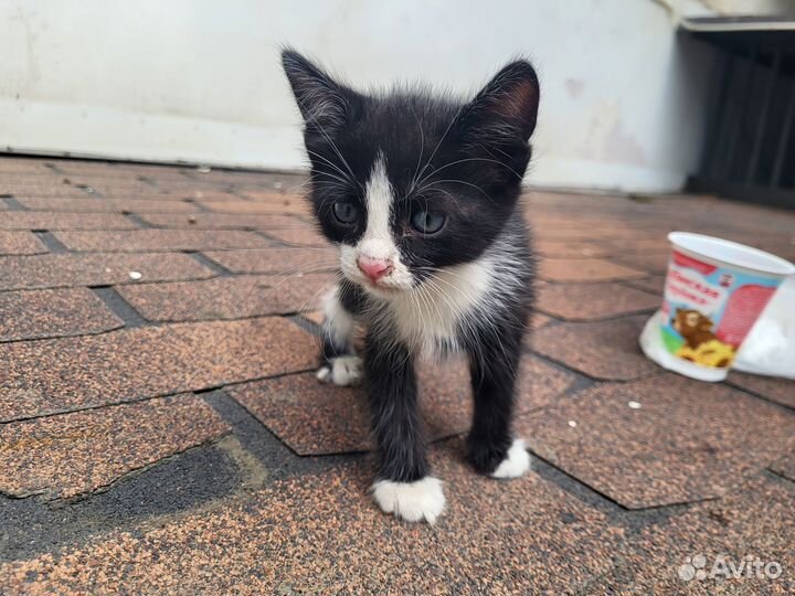 Котенок