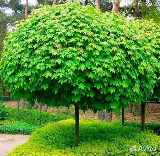 Клён остролистный саженцы