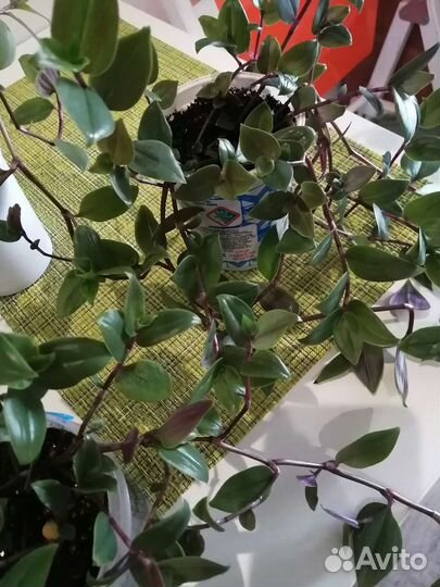 Традесканция приречная