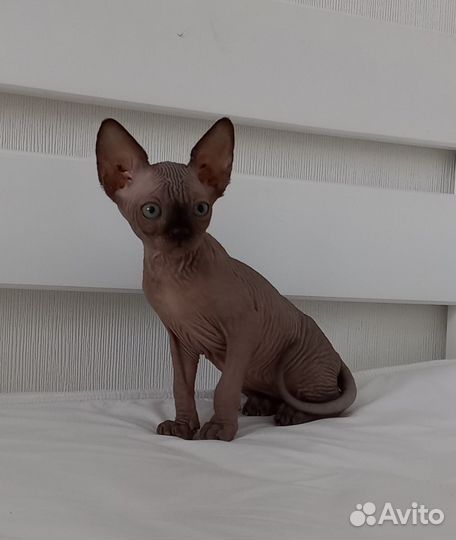 Канадский сфинкс котенок