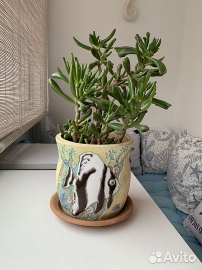 Кактусы и суккуленты. Толстянка Коралл(ушки Шрека)