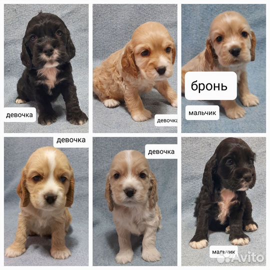 Кокер спаниель