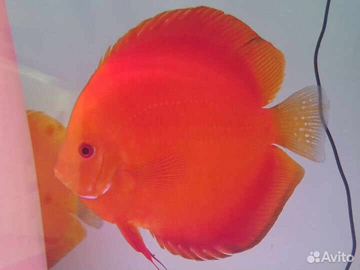 Продам подростков дискусов