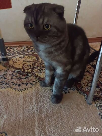 Шотландская