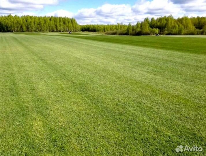 Рулонный газон