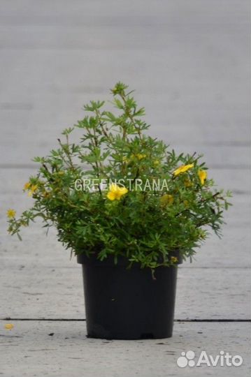 Лапчатка кустарниковая Gold Finger/С5 40-60 см
