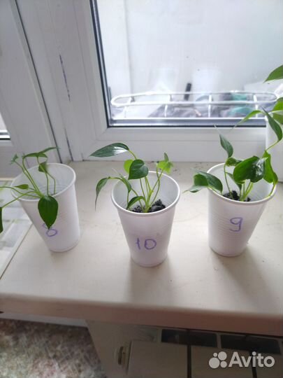 Антуриум Красный