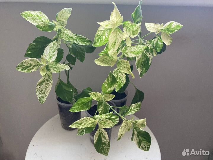 Пестролистное Белопероне