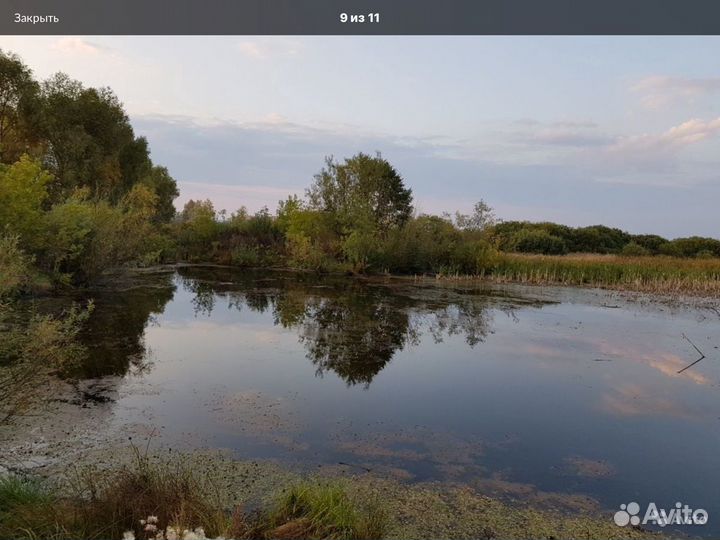 Сапропель