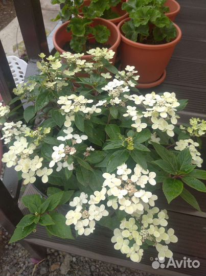 Гортензия Polestar метельчатая многолетняя