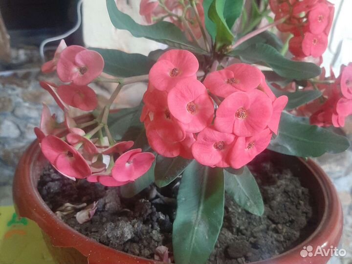 Молочай миля