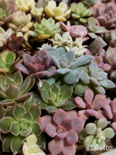 Суккуленты красивые 8
