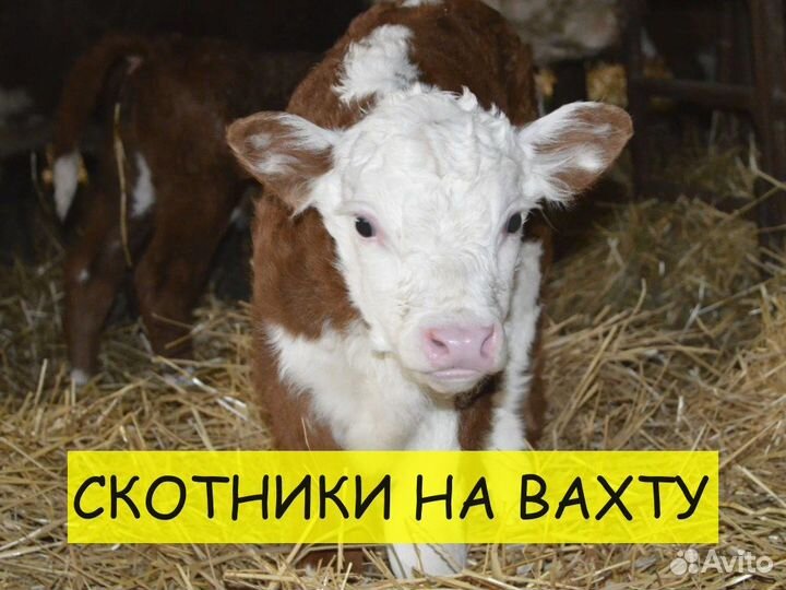 Вахта скотник 18+