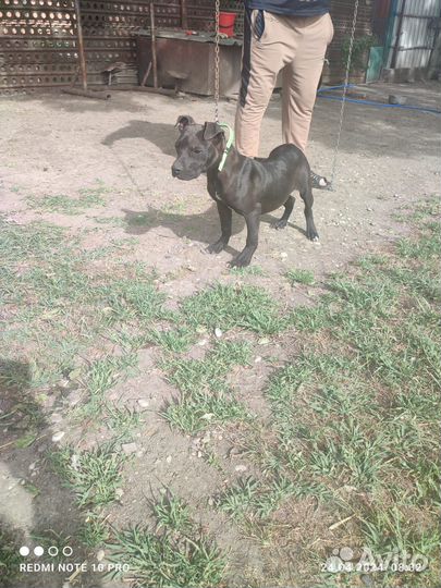 Собака Пит буль