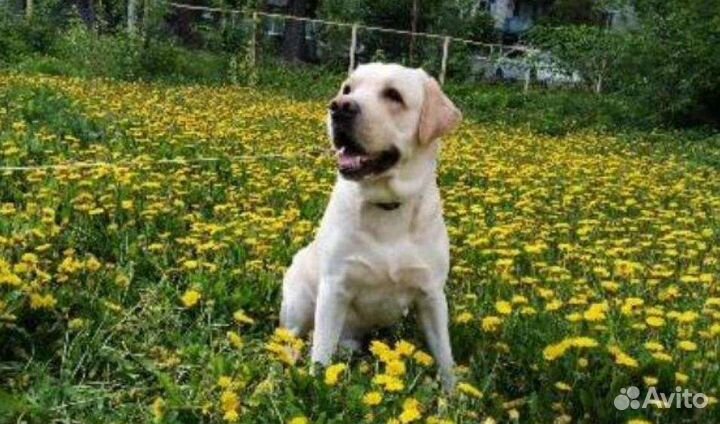 Вязка лабрадор