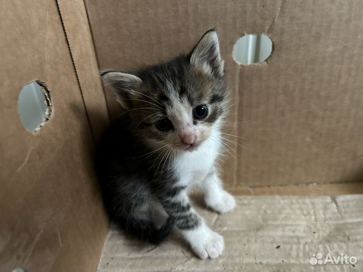 Котята в добрые руки, даром