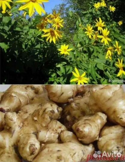 Клубни топинамбура рассада цветов