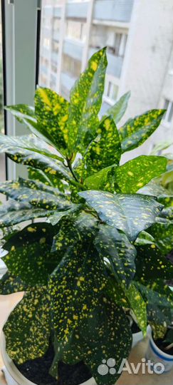 Кротон Gold sun