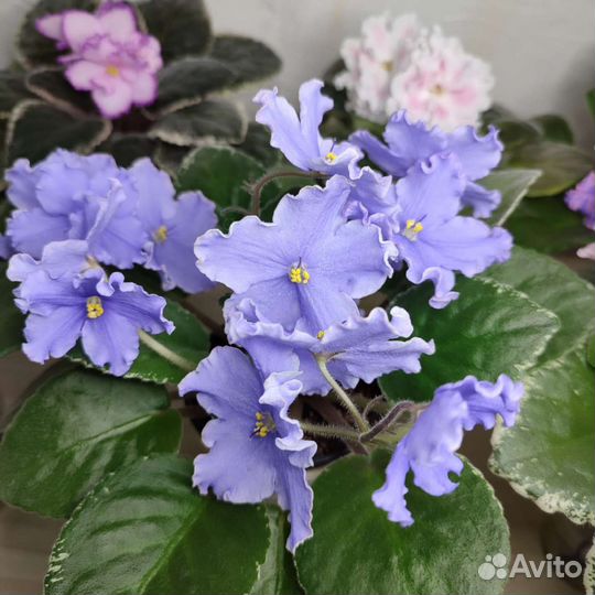 Фиалки почтой