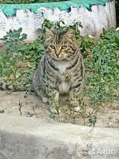 Кошка в дар