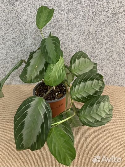 Маранта сильвер бэнд