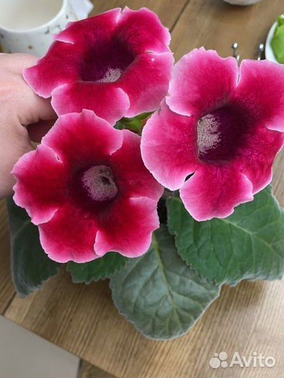 Детки глоксинии