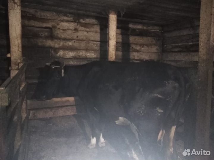 Продаётся стельная корова с тёлочкой