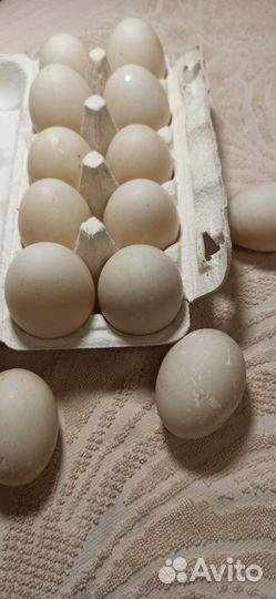 Инкуб яйцо шёлковых кур и мускусных уток, утята