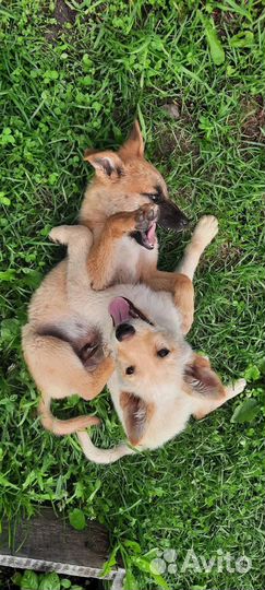 Щеночки мальчики
