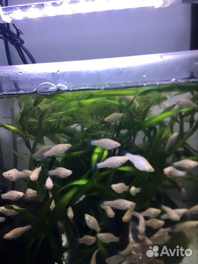 Мальки малинезии (велифера)