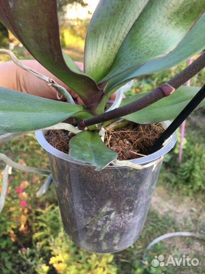 Орхидея фаленопсис