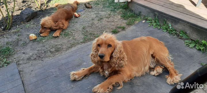 Английский кокер спаниель